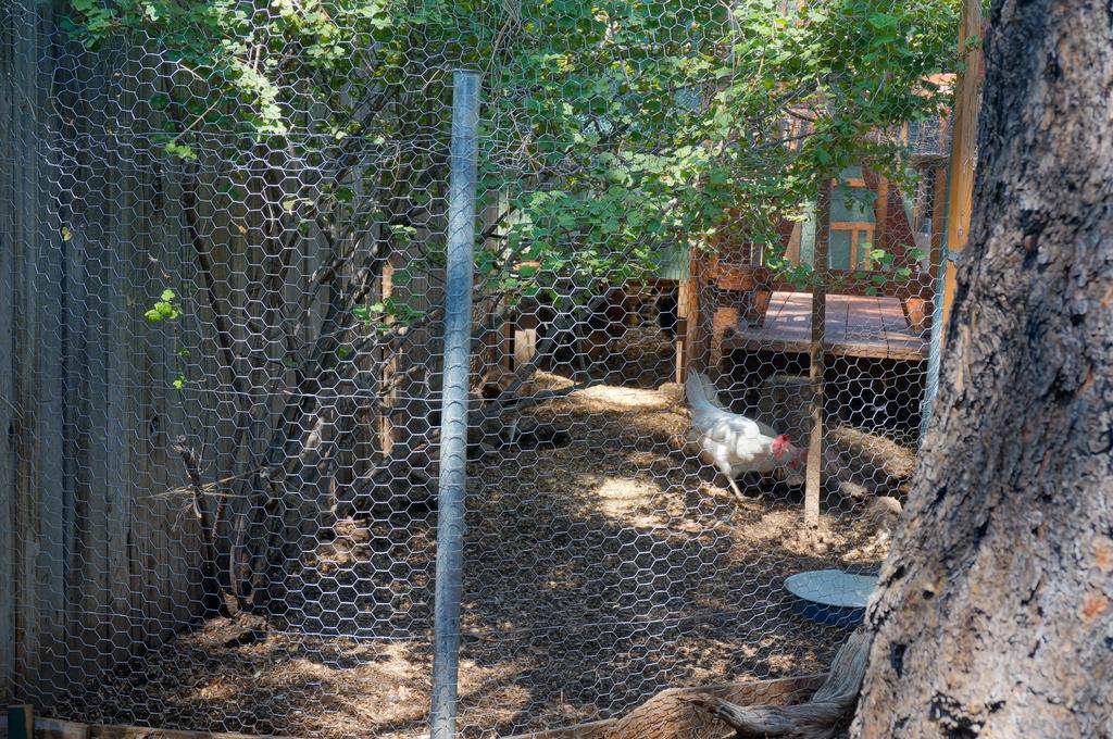 Bed & Breakfast Elden Trails Flagstaff