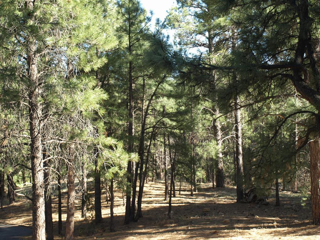Whispering Pines Flagstaff